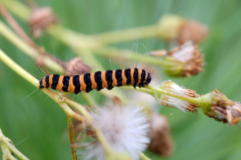 Que faire au jardin en janvier permaculture ?