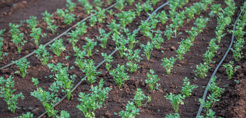 Faut-il bêcher son potager en permaculture ?