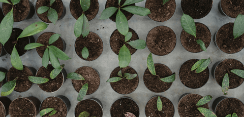 Plantes en Pots