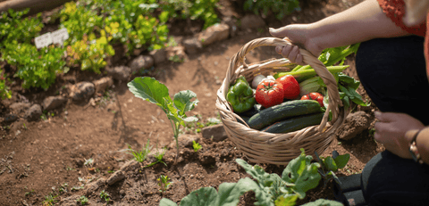 Est-il possible de commencer un potager en août ?