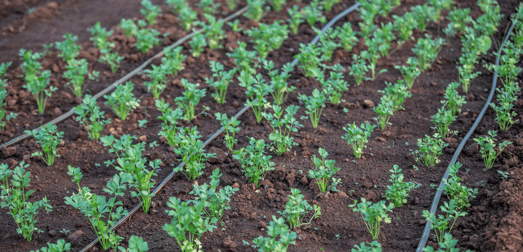Faut-il bêcher son potager en permaculture ?