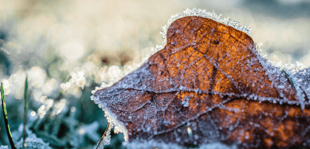 Comment Enrichir son Potager en Hiver ?