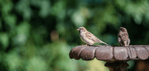 Moineaux dans un Jardin