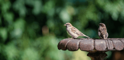 Moineaux dans un Jardin