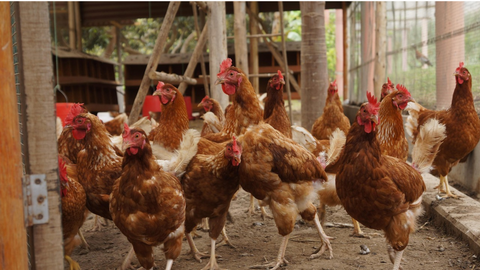 Est-il possible de laisser des poules dans un potager ?
