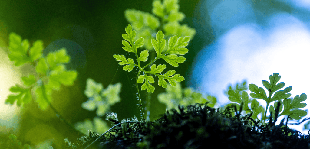 À Quel Moment Commencer un Jardin en Permaculture ? & Permaculture-Potager