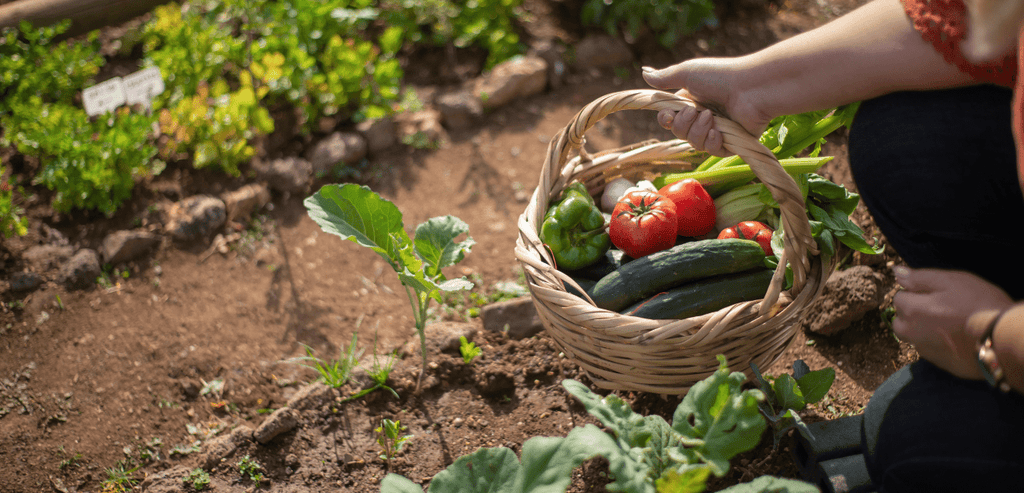 Est-il possible de commencer un potager en août ?