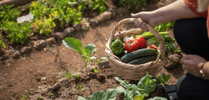 Est-il possible de commencer un potager en août ?